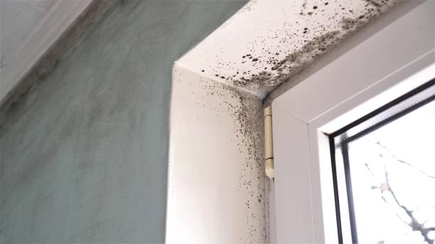 Best Basement Mold Removal  in Aurora, SD