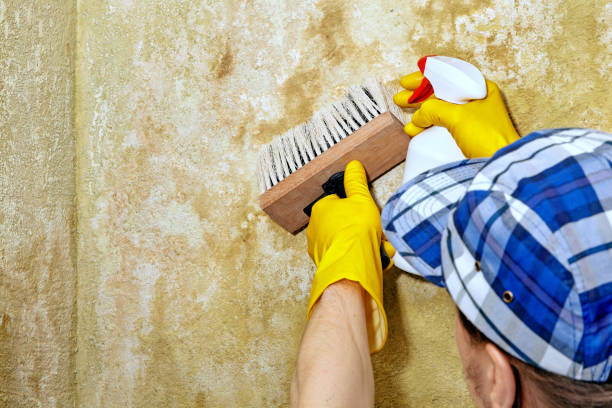 Best Mold Remediation for Vacation Homes  in Aurora, SD