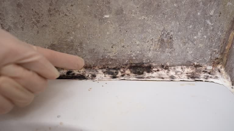 Professional Mold Removal in Aurora, SD